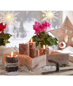 Alpenveilchen, Gefranst -Garten Sinn Verkaufsgeschäft 20150914 WE MO 023 Weihnachtsshooting 2015