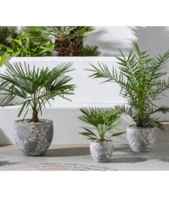 Hanfpalme -Garten Sinn Verkaufsgeschäft 20190912 WE MO 001 Palme