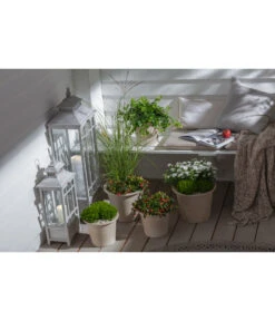 Efeu, Grün -Garten Sinn Verkaufsgeschäft 20190920 PR MO 002 Herbststart Skimmia GC 18 2020