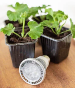 Venso LED-Pflanzenlampe Cultura, 6 W -Garten Sinn Verkaufsgeschäft 4179503 WE MO 001 PflanzenlampeCultura6W2