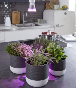 Venso LED-Pflanzenlampe Cultura, 6 W -Garten Sinn Verkaufsgeschäft 4179503 WE MO 002 PflanzenlampeCultura6W2