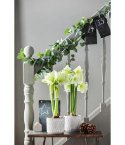 Amaryllis - Hippeastrum Hybride 'Alfresco' -Garten Sinn Verkaufsgeschäft 4306726 PR MO 002 TopfAmyWeiss16