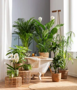 Schmetterlingsorchidee - Phalaenopsis Cultivars 'Cascade', Verschiedene Sorten 14 Schmetterlingsorchidee - Phalaenopsis Cultivars 'Cascade', Verschiedene Sorten -Garten Sinn Verkaufsgeschäft 4440343 4439022 4438990 WE MO 002 IgmarBraun 1