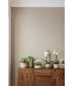 Elefantenohr - Kalanchoe Beharensis -Garten Sinn Verkaufsgeschäft 4473492 PR MO 001 OrchideenkeramikFrayaHellbraun 4473500 4473518 4473534 4473542