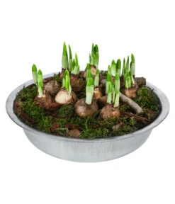 Narzissen Tête à Tête' In Zinkschale, Ca. Ø29 Cm