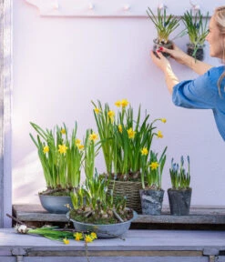 Narzissen Tête à Tête' In Zinkschale, Ca. Ø29 Cm -Garten Sinn Verkaufsgeschäft 6019111 WE MO 001 ZinkschaleNarzissen