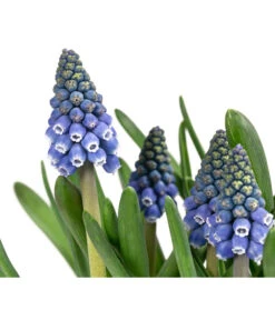 Traubenhyazinthen In Zinkschale, Ca. Ø29 Cm 9 Traubenhyazinthen In Zinkschale, Ca. Ø29 Cm -Garten Sinn Verkaufsgeschäft 6019152 WE DE 001 MuscariMarleen2T11Traubenhyazinthe