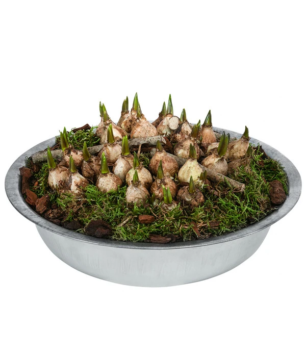 Traubenhyazinthen In Zinkschale, Ca. Ø29 Cm 1 Traubenhyazinthen In Zinkschale, Ca. Ø29 Cm