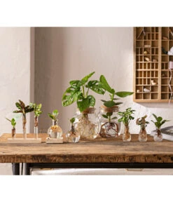 Waterplant Balsamapfel Im Kugelglas - Clusia Rosea 'Princess', Mit LED -Garten Sinn Verkaufsgeschäft 6125066 WE MO 001 WaterPlants 1