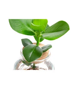 Waterplant Balsamapfel Im Kugelglas - Clusia Rosea 'Princess', Ca. 30 Cm -Garten Sinn Verkaufsgeschäft 6125082 WE DE 001 WaterPlantsClusia12cm