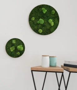 StyleGREEN Bild Aus Wald- Und Kugelmoos, Kreisförmig, Ca. Ø34 Cm -Garten Sinn Verkaufsgeschäft 6429757 6429765 WE MO 001 Wald Kugelmoosbild