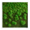 StyleGREEN Bild Aus Wald- Und Kugelmoos Im Verlauf, Ca. B80/H80/T7 Cm