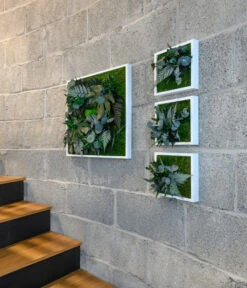 StyleGREEN Bild Aus Wald- Und Kugelmoos, Quadratisch, Ca. B55/H55/T17 Cm -Garten Sinn Verkaufsgeschäft 6429815 WE MO 001 Pflanzenbild55x55cm