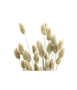 Trockenblumenbund Glanzgras, Natur -Garten Sinn Verkaufsgeschäft 6491690 PR DE 001 GlanzgrasnaturBund DehnerExpressHerzig