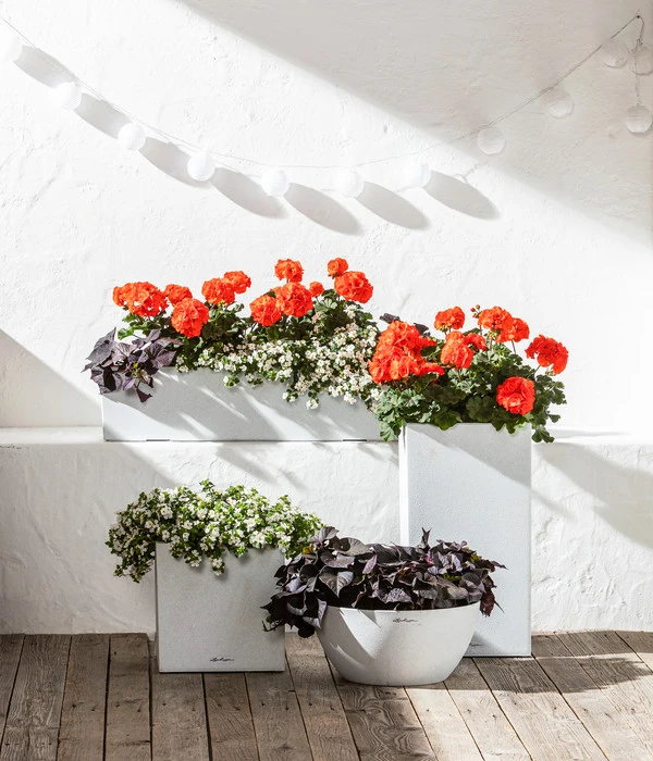 Schneeflockenblume 5 Schneeflockenblume – Bild 5