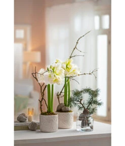 Amaryllis - Hippeastrum Hybride 'Alfresco' -Garten Sinn Verkaufsgeschäft 6835078 WE MO 001 TopfAmaryllisWeiss
