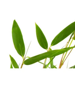 Schirmbambus -Garten Sinn Verkaufsgeschäft 7002678 PR DE 001 FargesiaNitidaBambus2LDehnerExpressHerzig