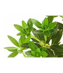 Rhododendron 'Bloombux®' -Garten Sinn Verkaufsgeschäft 7077704 PR DE 001 RhododendronBloombux2LDehnerExpressHerzig