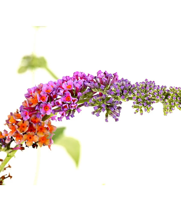 Sommerflieder 'Flower Power' 1 Sommerflieder 'Flower Power'