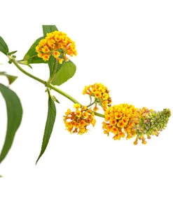 Gelber Sommerflieder -Garten Sinn Verkaufsgeschäft 7078199 WE DE 001 BuddlejaGelbSommerflieder3LDehnerExpressHerzig