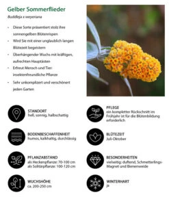 Gelber Sommerflieder -Garten Sinn Verkaufsgeschäft 7078199 WE IG 001 GelberSommerflieder