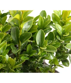Buchs, 6er-Schale -Garten Sinn Verkaufsgeschäft 7083900 PR DE 001 BuxusSempervirens6erTrayDehnerExpressHerzig