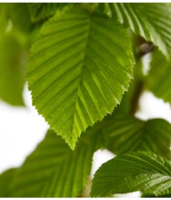 15 Meter Hainbuche, 60 X Ca. 150-175 Cm -Garten Sinn Verkaufsgeschäft 7088883 WE DE 001 CarpinusBetulusHainbuche4LDehnerExpressZS