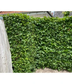 15 Meter Hainbuche, 60 X Ca. 150-175 Cm -Garten Sinn Verkaufsgeschäft 7089188 WE MO 002 HainbuchenCarpinusBetulus2l