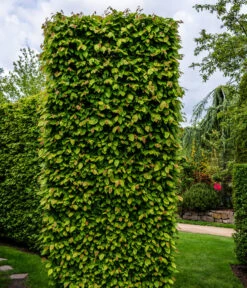 15 Meter Hainbuche, 60 X Ca. 150-175 Cm -Garten Sinn Verkaufsgeschäft 7089188 WE MO Luckner Hecke CarpinusBetulusHainbuche