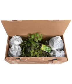 1-1,5 Meter Hainbuche, 5 X Ca. 50-60 Cm -Garten Sinn Verkaufsgeschäft 7090632 PR FS 002 CarpinusBetulus1MeterDehnerExpressHerzig