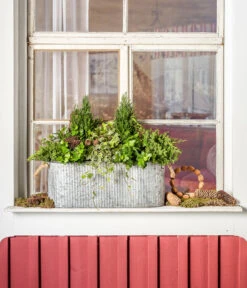 Efeu, Grün -Garten Sinn Verkaufsgeschäft 7107303 WE MO 001 ScheinzypresseChamaecyparislawsonianaEfeu