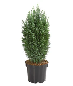 Scheinzypresse 'Snow White'