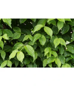 Kornelkirsche - Cornus Mas -Garten Sinn Verkaufsgeschäft 7137110 PR DE 001 CornusMasKornelkirscheLuckner