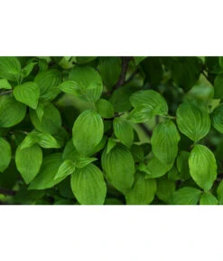 Kornelkirsche - Cornus Mas -Garten Sinn Verkaufsgeschäft 7137110 PR DE 001 CornusMasKornelkirscheLucknerMai2015