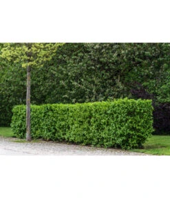 Kornelkirsche - Cornus Mas -Garten Sinn Verkaufsgeschäft 7137110 PR MO 001 CornusMasKornelkirscheLucknerMai2015