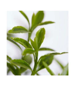 Kleinblättriger Spindelstrauch 'Microphyllus Aureovariegatus' -Garten Sinn Verkaufsgeschäft 7175623 PR DE 001 EuonymusMicrophayllaGelbTXDehnerExpressZS