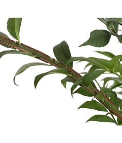 Niedriger Korkspindelstrauch 'Compactus' 7 Niedriger Korkspindelstrauch 'Compactus' -Garten Sinn Verkaufsgeschäft 7175649 PR DE 002 EuonymusAlatusCompactus5LDehnerExpressHerzig