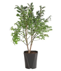 Niedriger Korkspindelstrauch 'Compactus'