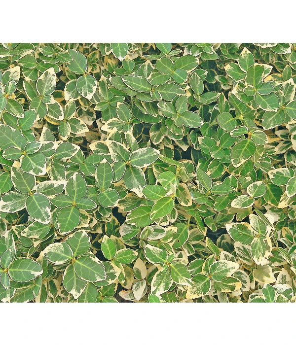 Kriech-Spindelstrauch 'Emerald Gaiety' 1 Kriech-Spindelstrauch 'Emerald Gaiety'