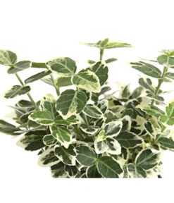 Kriech-Spindelstrauch 'Emerald Gaiety' 7 Kriech-Spindelstrauch 'Emerald Gaiety' -Garten Sinn Verkaufsgeschäft 7177512 WE DE 003 EuonymusSpindelstrauchFortuneiEmeraldGaiety9CDehnerExpressHerzig