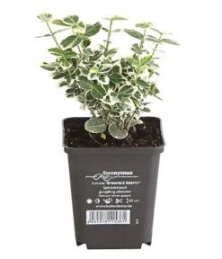 Kriech-Spindelstrauch 'Emerald Gaiety' 5 Kriech-Spindelstrauch 'Emerald Gaiety' -Garten Sinn Verkaufsgeschäft 7177512 WE FS 003 EuonymusSpindelstrauchFortuneiEmeraldGaiety9CDehnerExpressHerzig