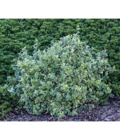 Kriech-Spindelstrauch 'Emerald Gaiety' 6 Kriech-Spindelstrauch 'Emerald Gaiety' -Garten Sinn Verkaufsgeschäft 7177512 WE MO 003 EuonymusSpindelstrauch