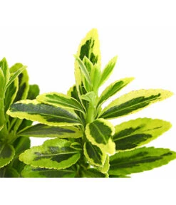 Kleinblättriger Kriech-Spindelstrauch 'Microphyllus Aureovariegatus' -Garten Sinn Verkaufsgeschäft 7178056 PR DE 001 EuonymusMicrophyllaGelbT9DehnerExpressHerzig