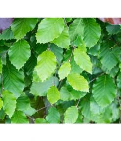 15 Meter Rotbuche, 60 X Ca. 125-150 Cm -Garten Sinn Verkaufsgeschäft 7185077 FagusSylvaticaDetailLuckner