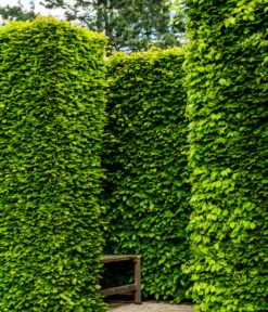 15 Meter Rotbuche, 60 X Ca. 125-150 Cm -Garten Sinn Verkaufsgeschäft 7185093 WE MO 002 RotbucheFagusSylvatica