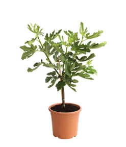 Bestseller -Garten Sinn Verkaufsgeschäft 7186448 PR FS 001 FicusCaricaFeigePfaelzerStamm7LDehnerExpressHerzig