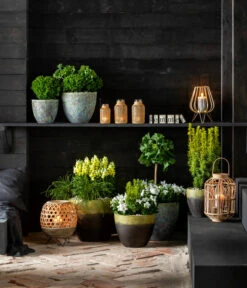 Lebensbaum 'Teddy' -Garten Sinn Verkaufsgeschäft 7196199 WE MO 001 GinkgoBilobaTaxusBaccataEibeThujaTeddyLebensbaumKonifere 2021 BL13