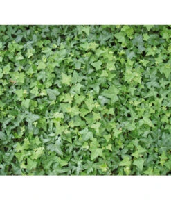 Efeu, Grün -Garten Sinn Verkaufsgeschäft 7207871 BildD 001 GewoehnlicherEfeuHedHelix