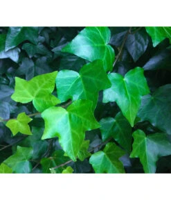 Irischer Efeu -Garten Sinn Verkaufsgeschäft 7209810 WE DE 001 HederaIrischerEfeuPixabay