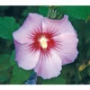 Hibiskus 'Maike' - Garten-Eibisch